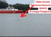 Rekaman VISUAL drone berdurasi 33 detik tampak seekor buaya -+ 4 Meter muncul ke permukaan